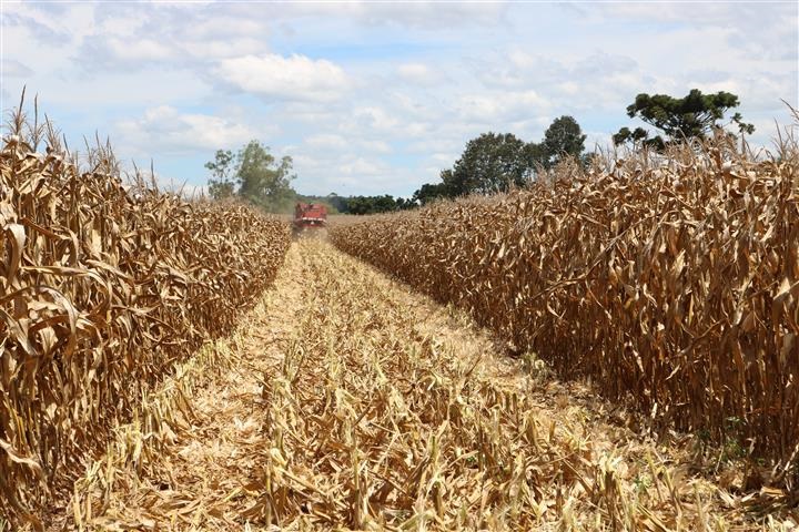 Colheita do milho atinge 87% da área cultivada no RS