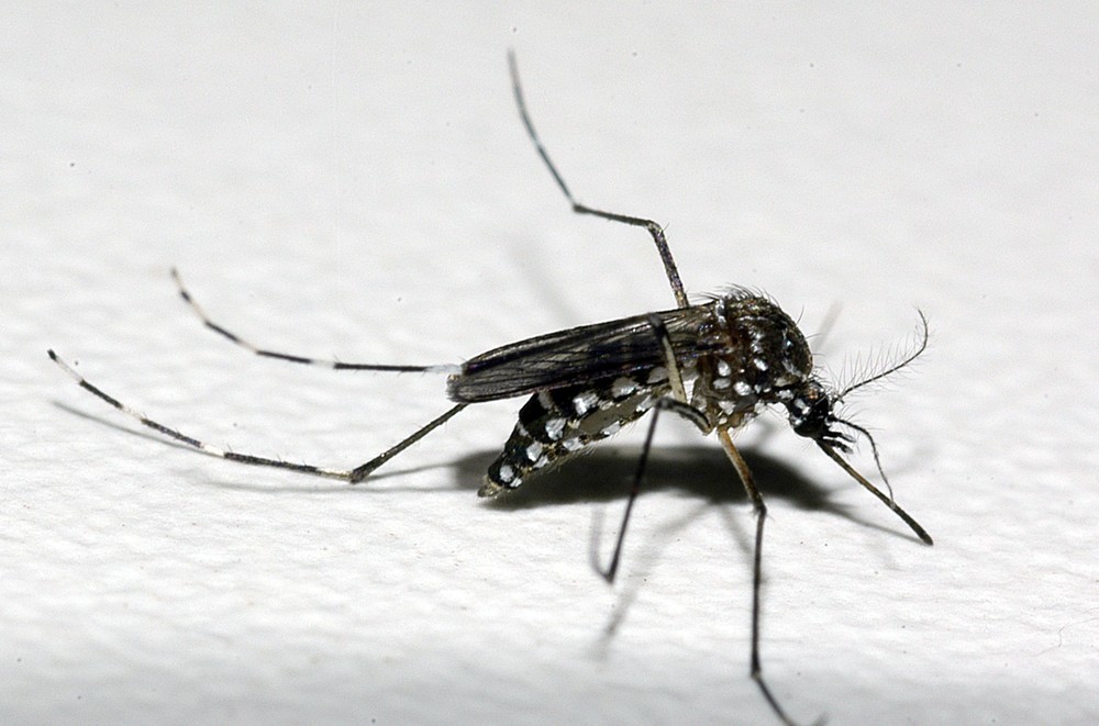 RS tem 75 cidades com risco de surto de dengue, zika e chikungunya