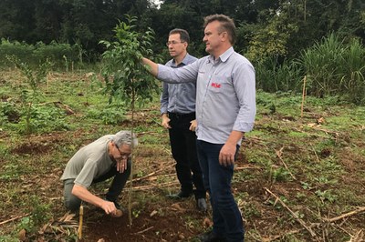 RGE em parceria com o MPF planta 300 mudas frutíferas em Santo Ângelo