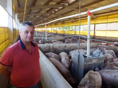 CRISSIUMAL- Propriedade de Alceu Liesenfeld abriga cerca de 7000 suíno