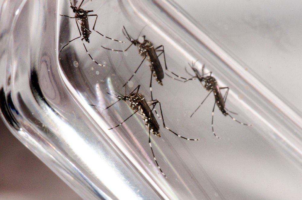 Casos de dengue contraída dentro do RS chegam a 456 em 2019