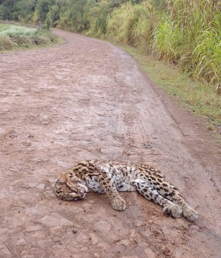 FELINO (ONÇA OU JAGUATIRICA?) É ENCONTRADO MORTO EM ESTRADA NO INTERIOR DE PORTO MAUÁ