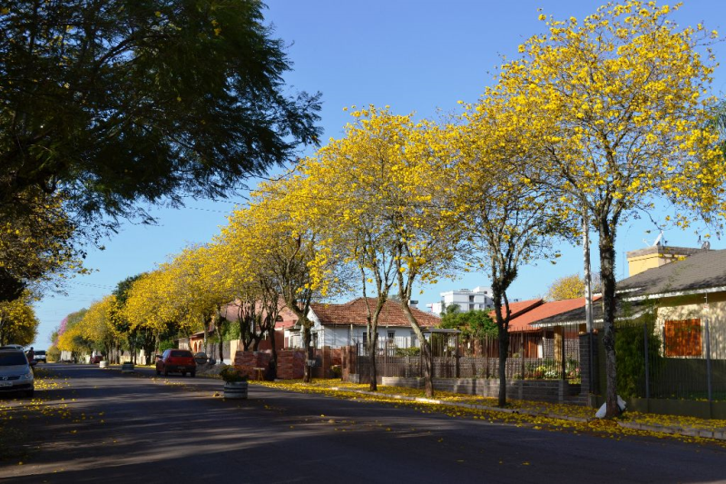 Meio Ambiente de Horizontina orienta sobre autorização de podas