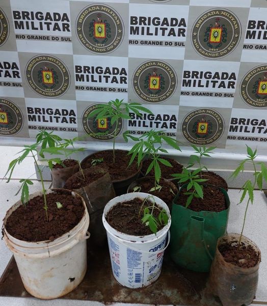 POLÍCIA PRENDE HOMEM QUE CULTIVAVA 10 PÉS DE MACONHA EM TRÊS DE MAIO