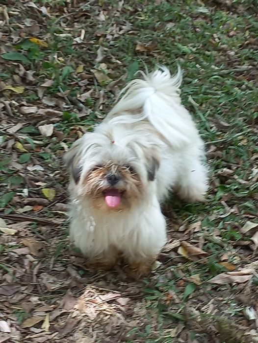 CACHORRA SHIH-TZU DE ESTIMAÇÃO E PERTENCENTE A UMA CRIANÇA MORRE ENVENENADA NO BAIRRO ALVORADA – HORIZONTINA.